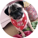 Khán giả Lữ Đoàn Cho Đỉm